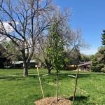 New tree planting at Dewy Haberman Park
