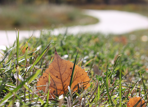 Close up of a fall leave standing between blades of grass with the foreground of a meandering trail.