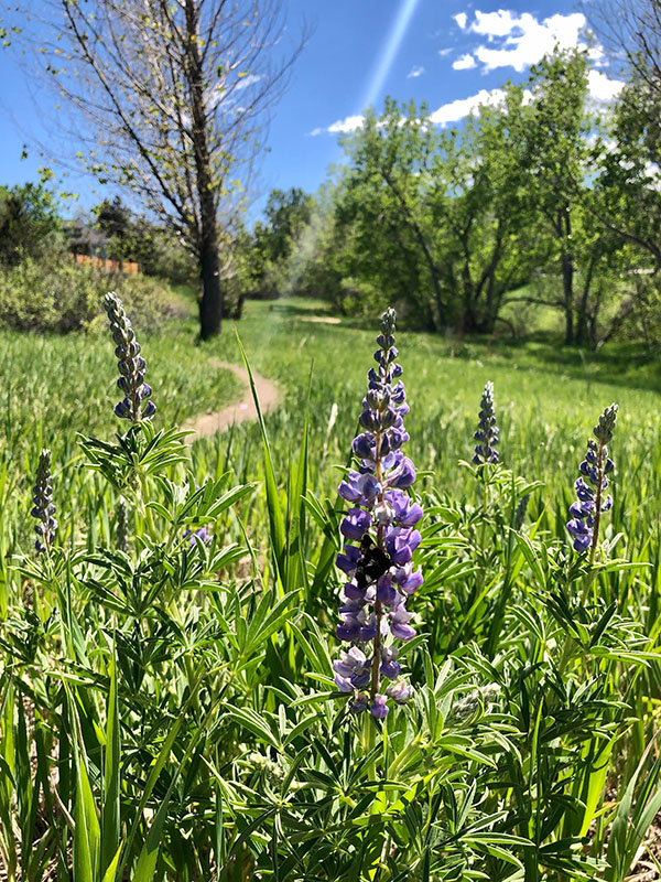 Lupine blooming in spring in a grassy native field with trees and a natural path in the background