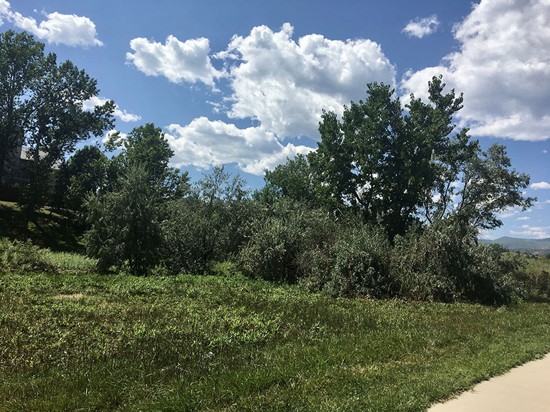 Native field shown off the side of a sidewalk with grasses and trees