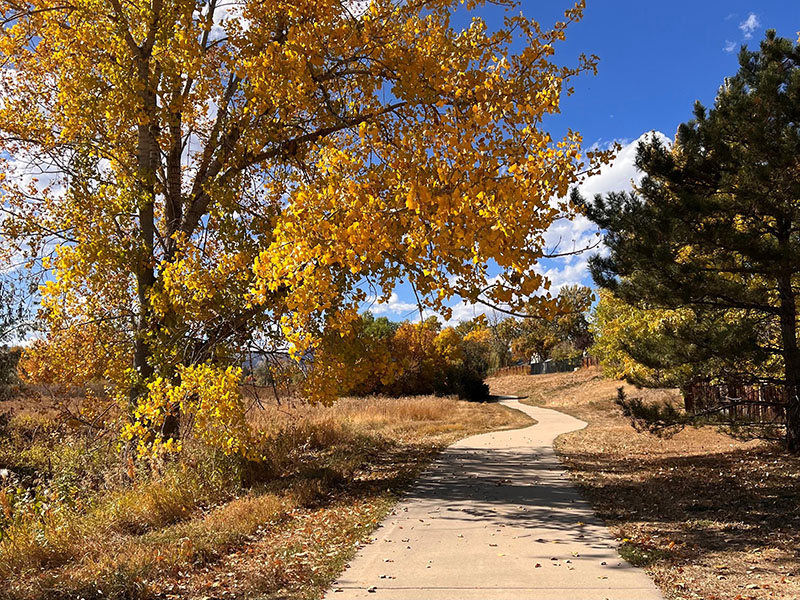 A meandering trail on a pretty fall day with yellow leaves on the trees