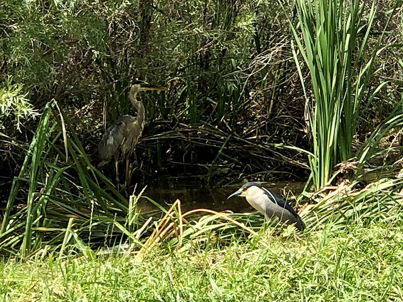 A blue heron and a night heron along a grassy creek