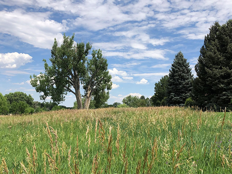 A field of native grasses with large trees on a cloudy blue sky day