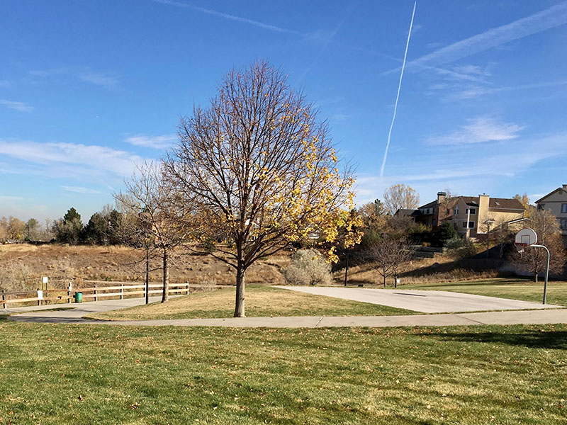 Park area with grass, trees, basketball pad and hoop