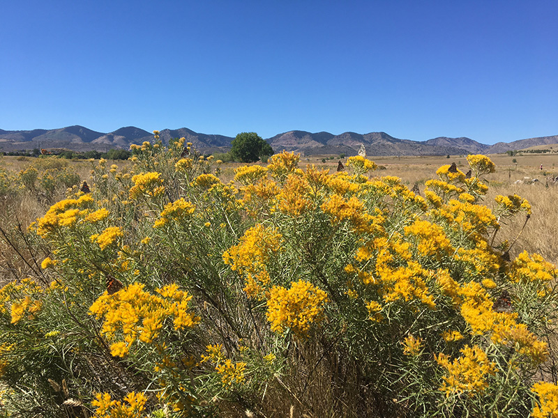 Rabbits brush vegetation in fall with mountain views in Fehringer Ranch Park