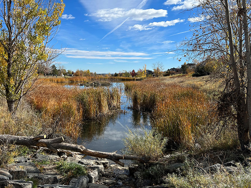 A scenic view of a pond with native grasses and trees