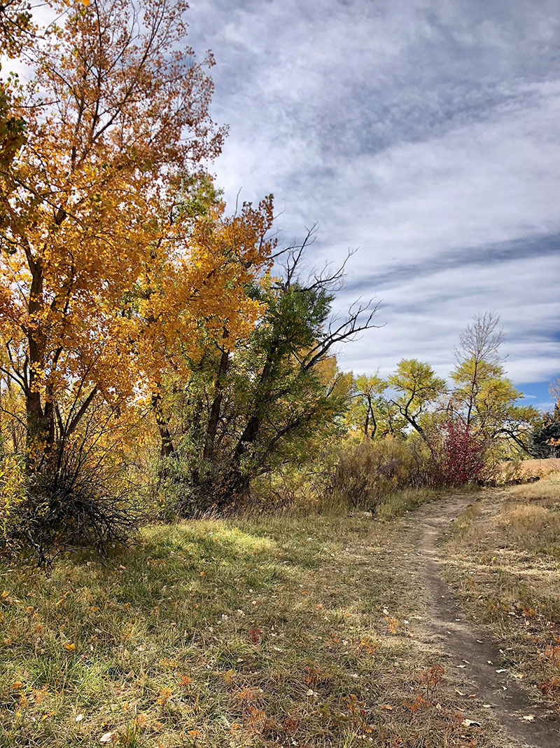 A natural path running through native grasses and trees