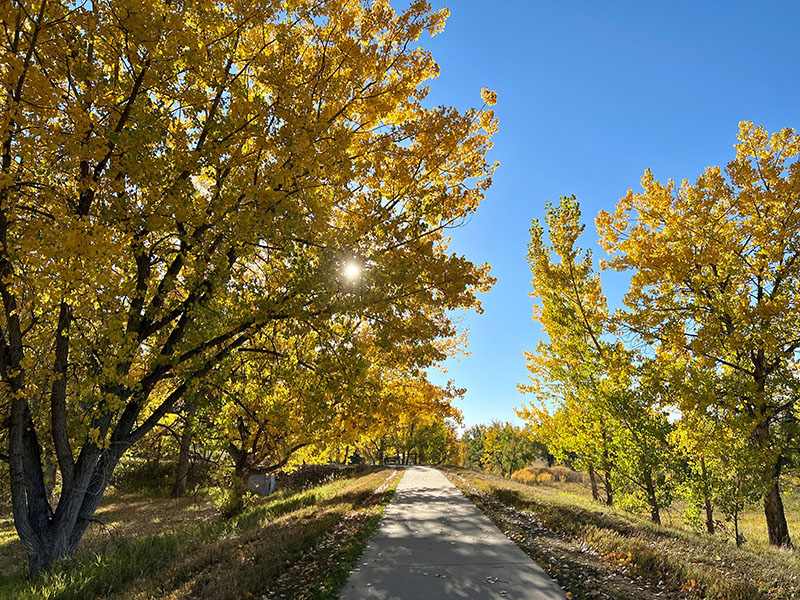 A cement trail during fall with bright yellow leafy trees and golden native grass areas