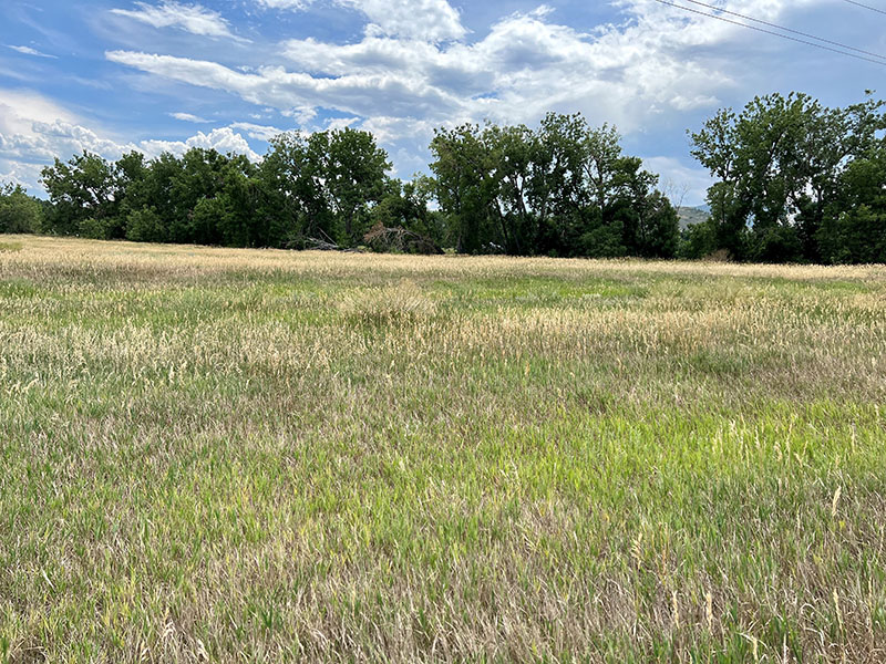 A native grass field with large trees