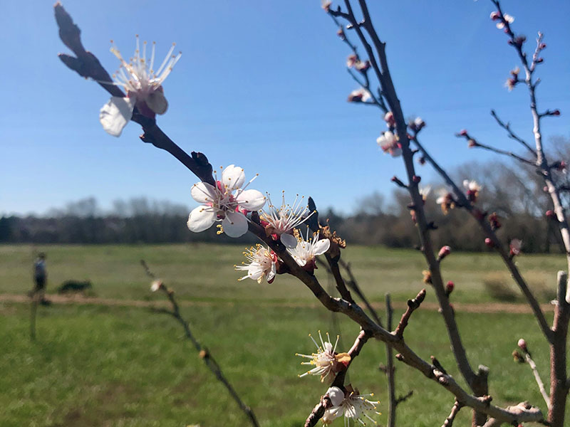 Close up of an apple tree branch starting to bloom in fall with a person walking a dog on leash in the background on a native path