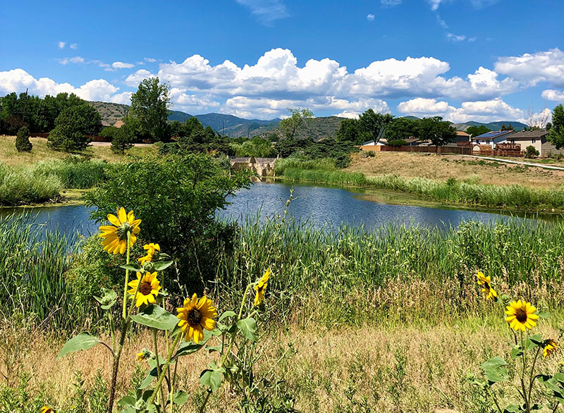 A pond surrounded by native grasses with mountains in the background and a few sunflowers in the foreground