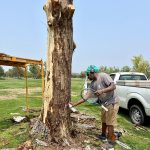 Artist Bongo Love holding a tennis racquet to spray onto a tree a guide of a racquet before carving into the tree.