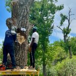 Artist Bongo Love and an assistant works on his artistic tree carving of two owls.