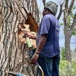 Artist Bongo Love works on his artistic tree carving of two owls.