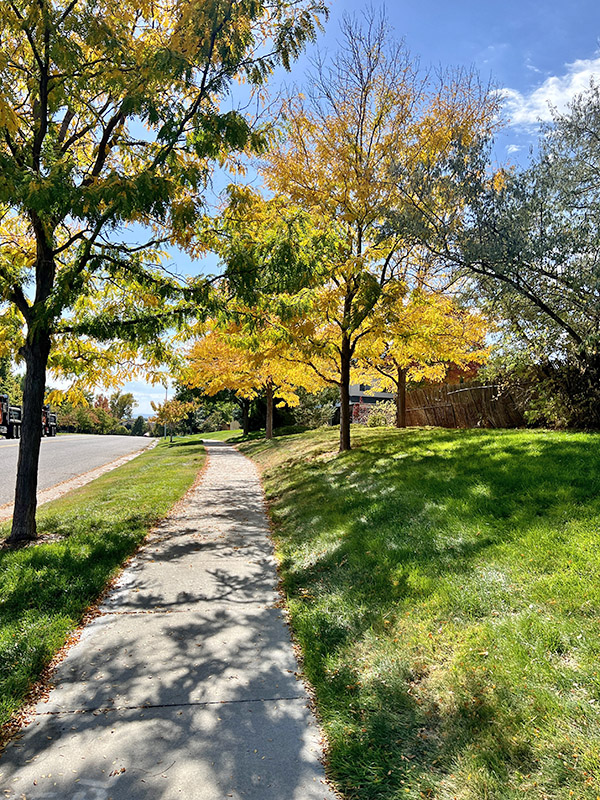 A concrete pathway lined with grass and trees.